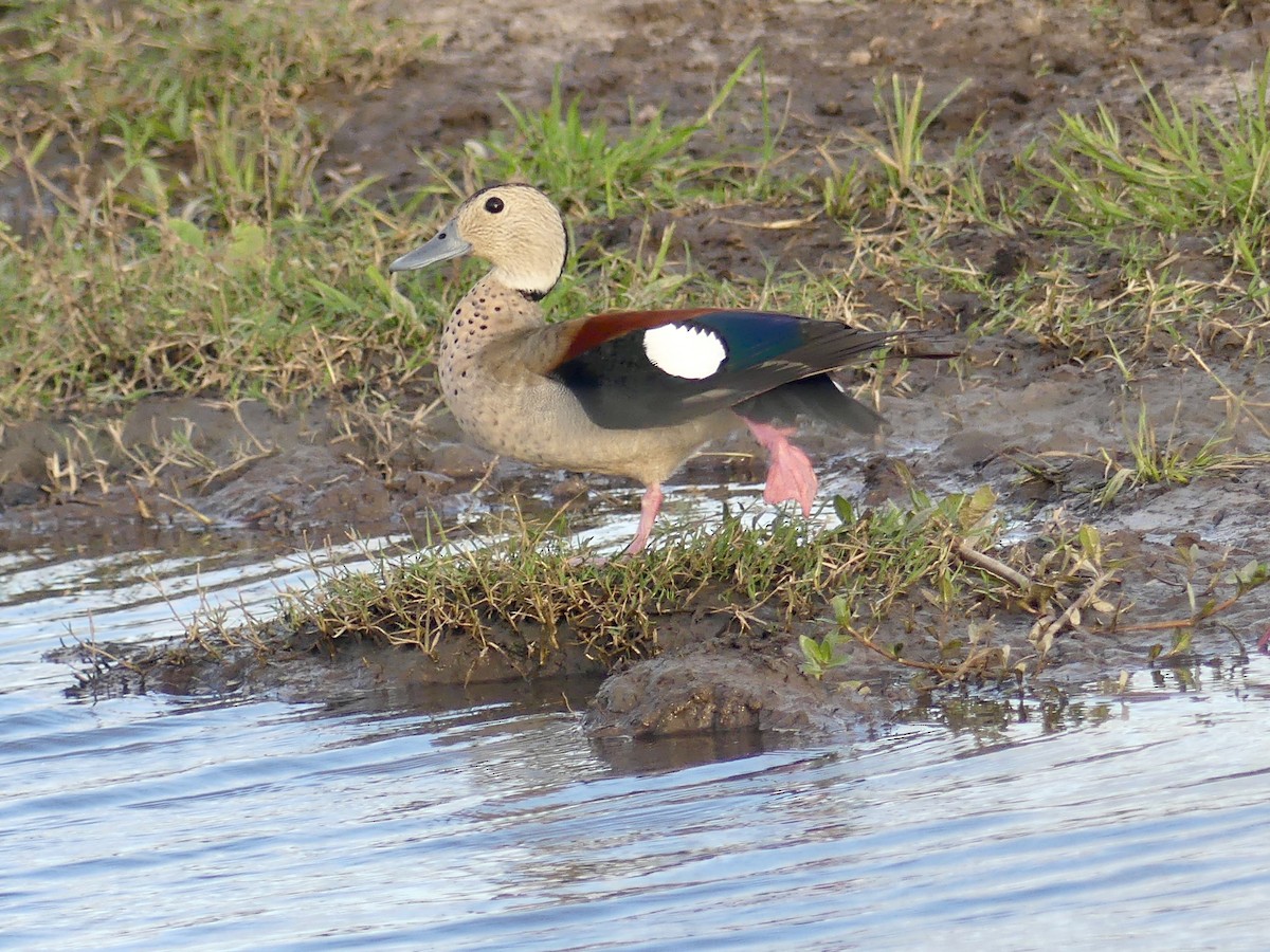 Ringed Teal - Monica Rebuffo