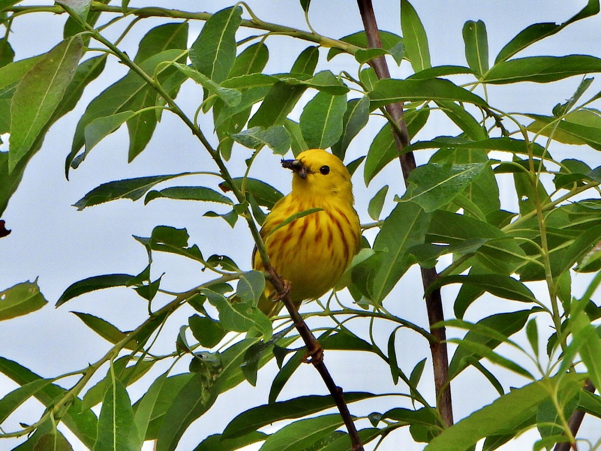 Yellow Warbler - ML620673019