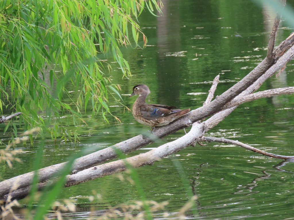 Wood Duck - ML620673020