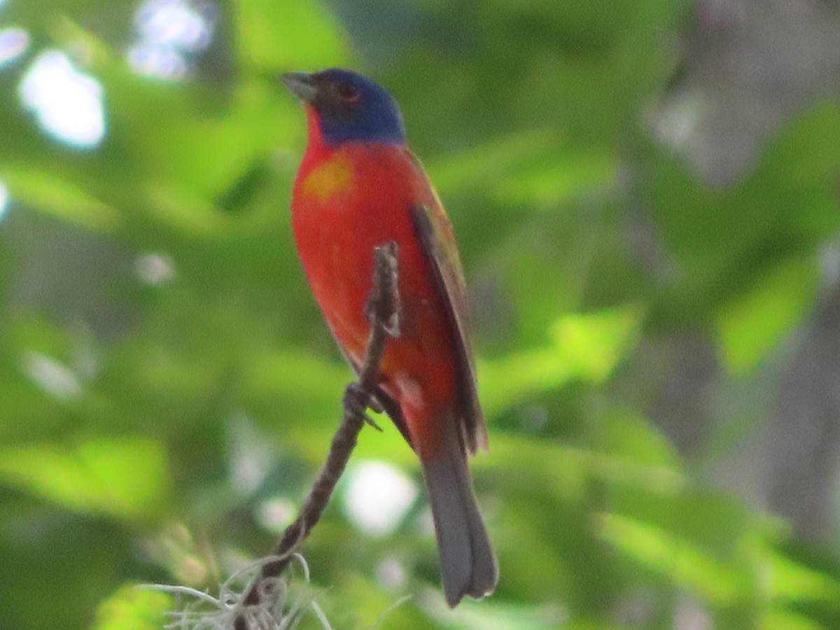 Painted Bunting - ML620673021