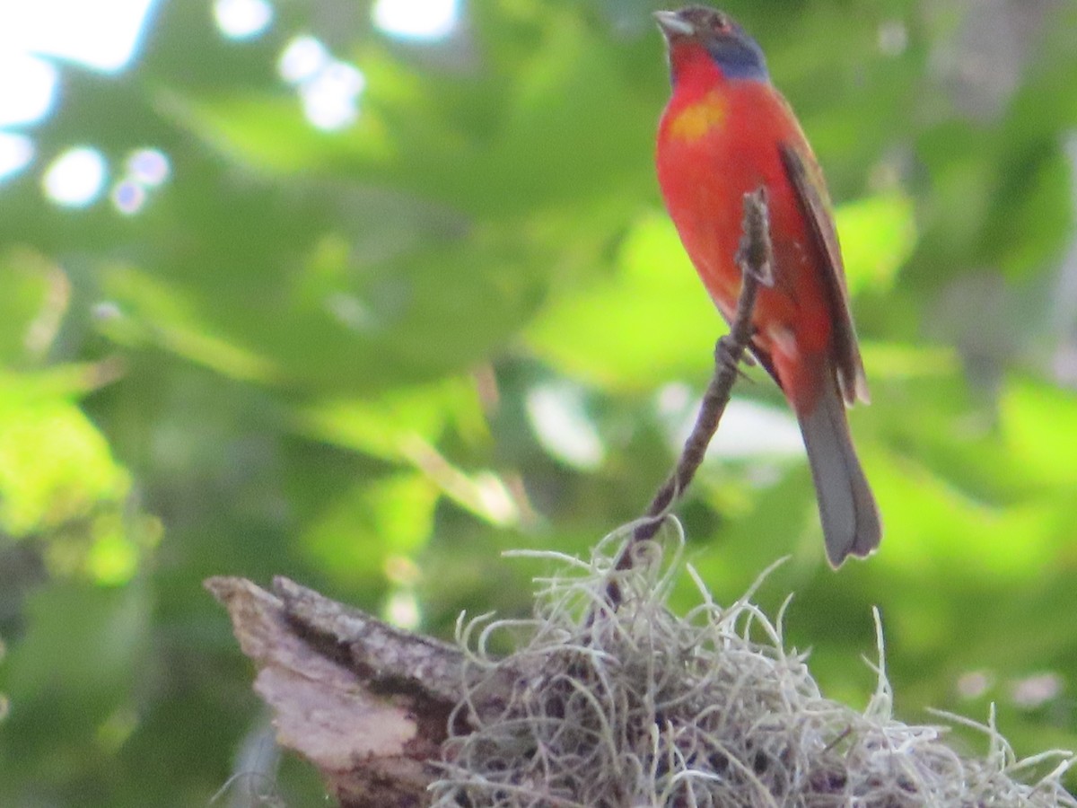 Painted Bunting - ML620673022