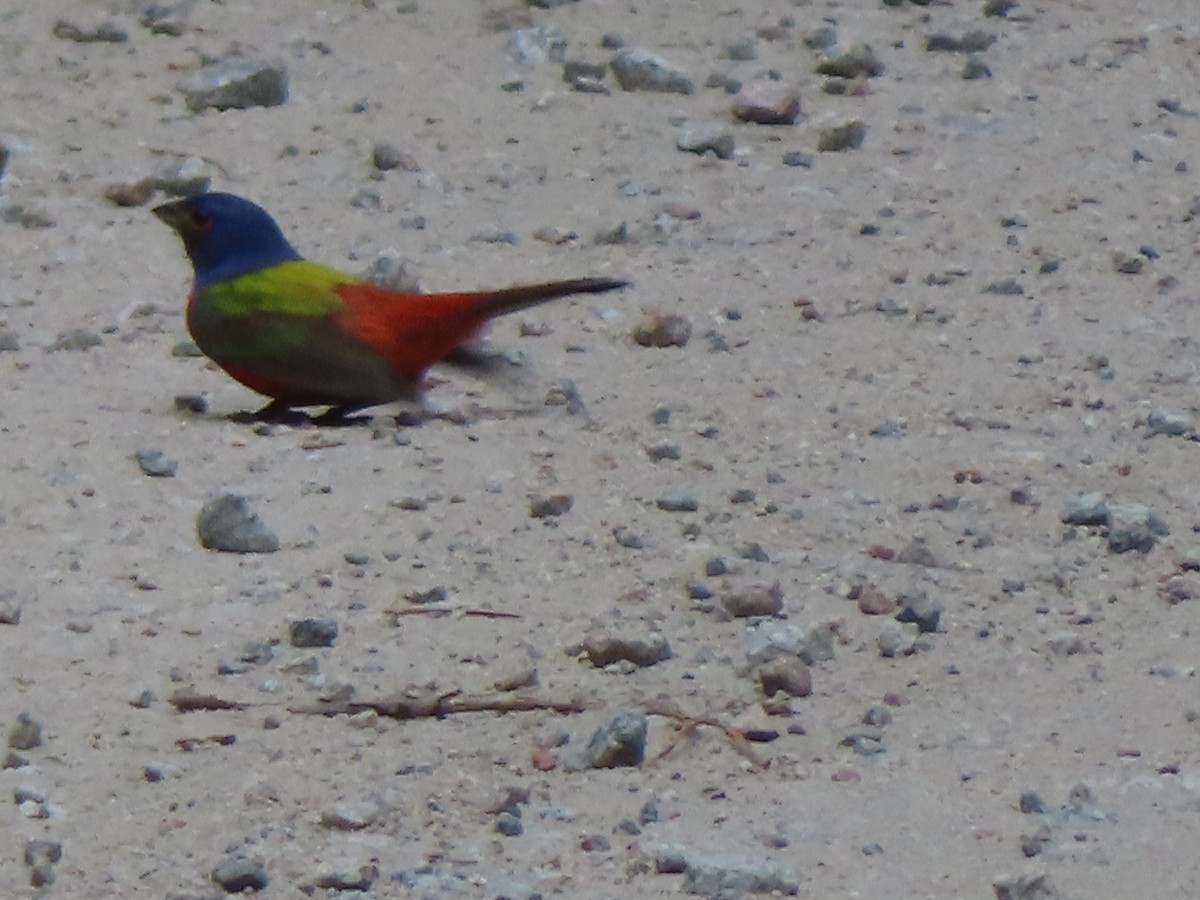 Painted Bunting - ML620673023