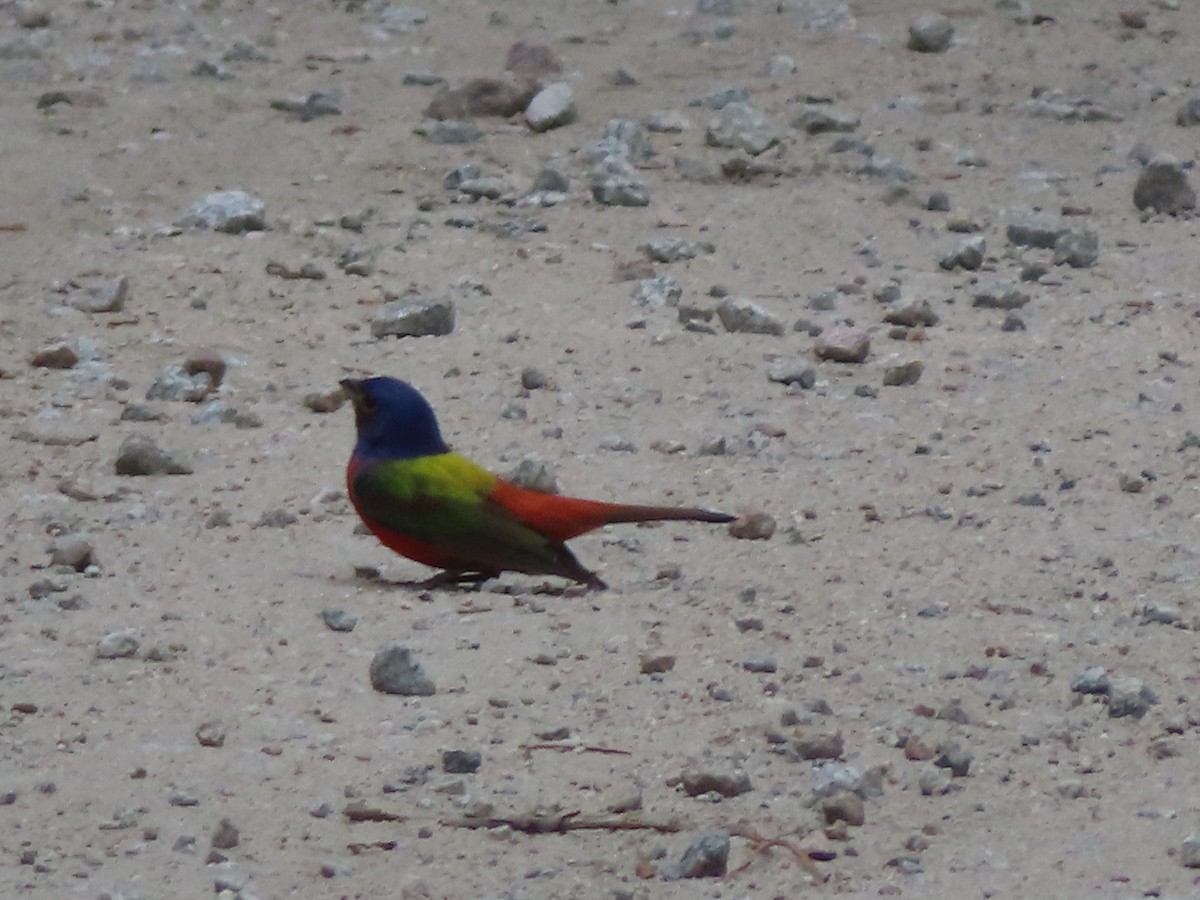 Painted Bunting - ML620673024