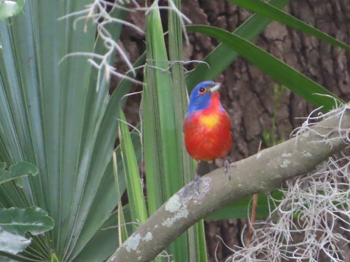 Painted Bunting - ML620673025