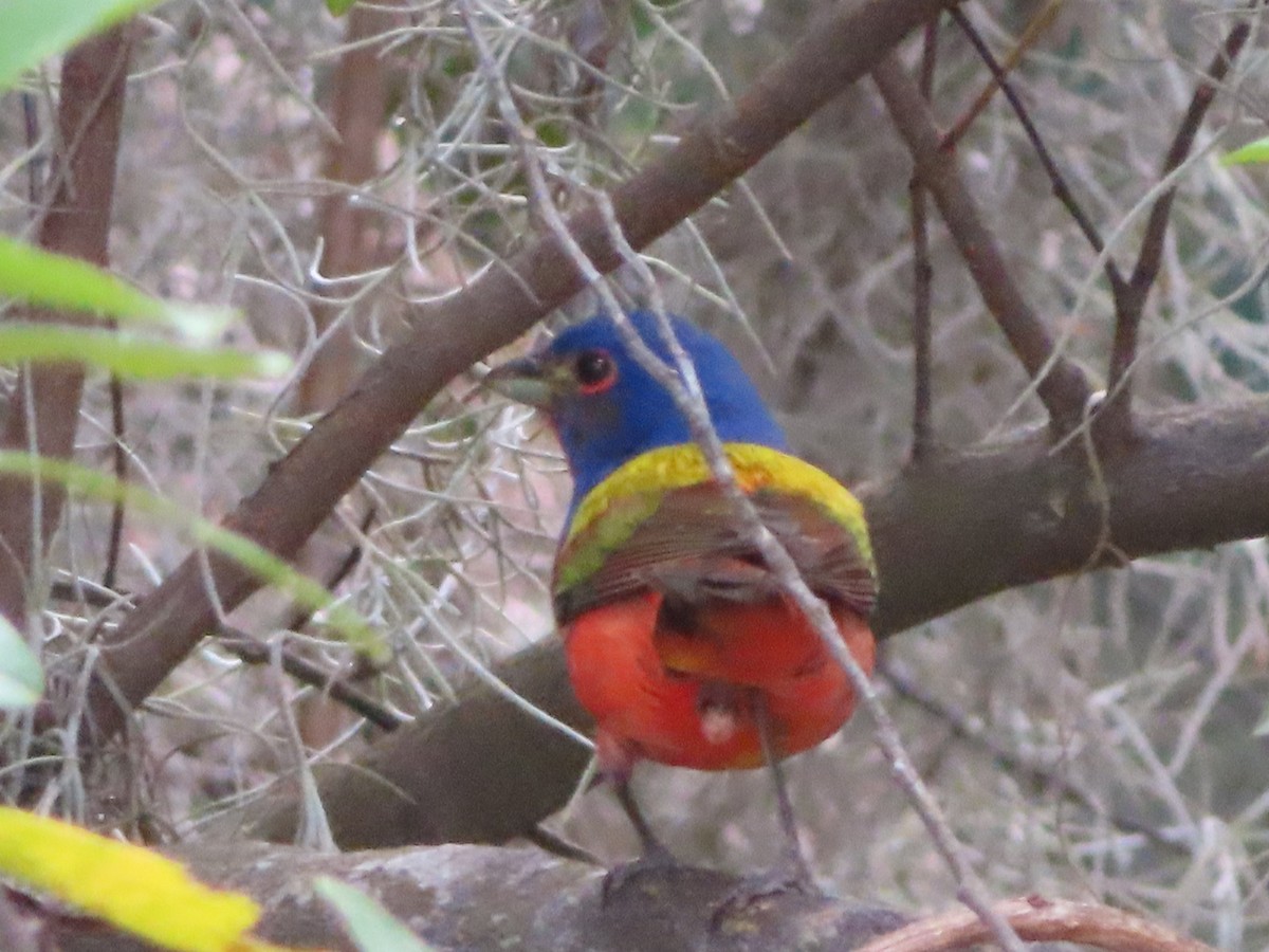 Painted Bunting - ML620673027