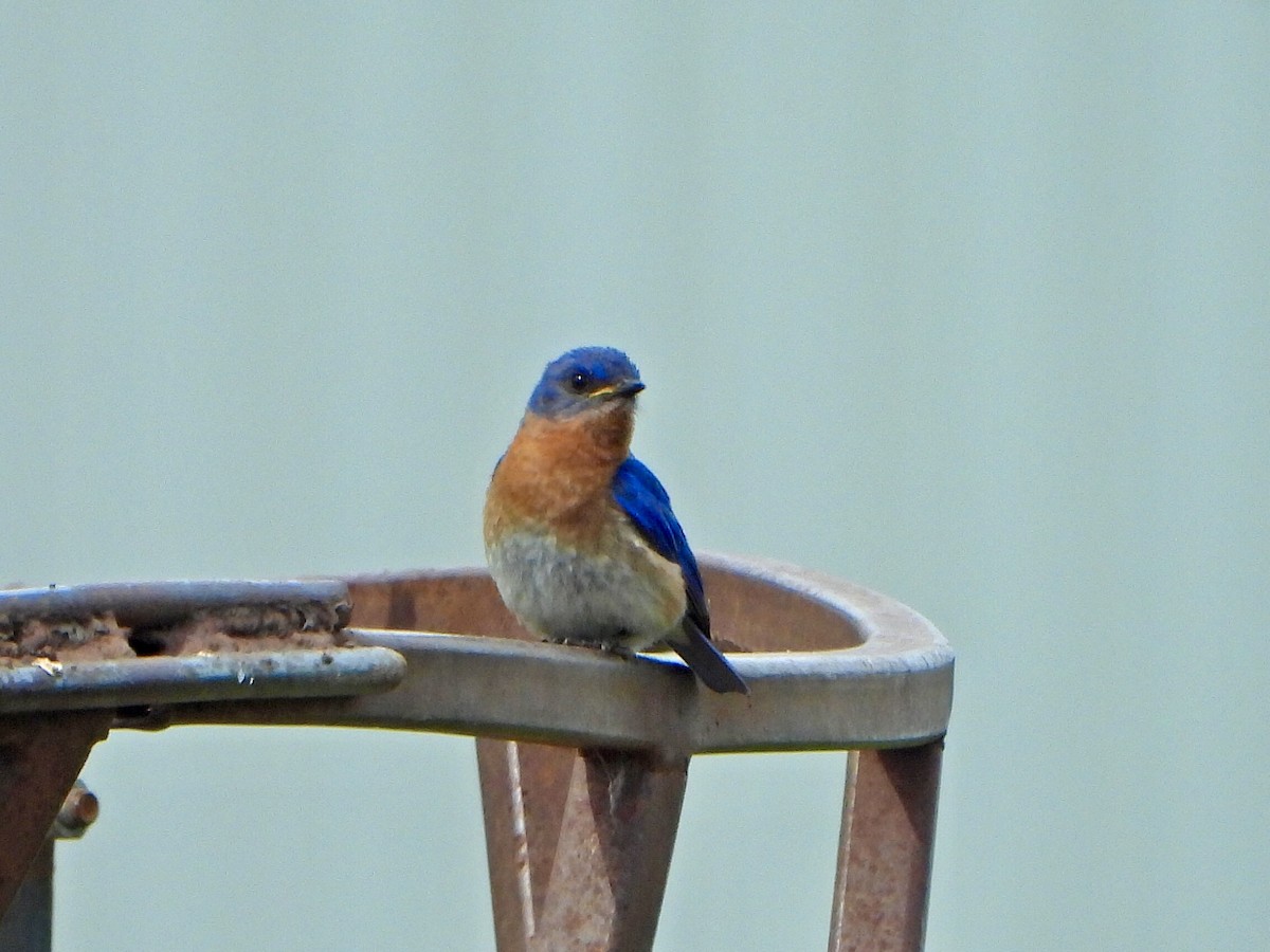 Eastern Bluebird - Jane Cullen