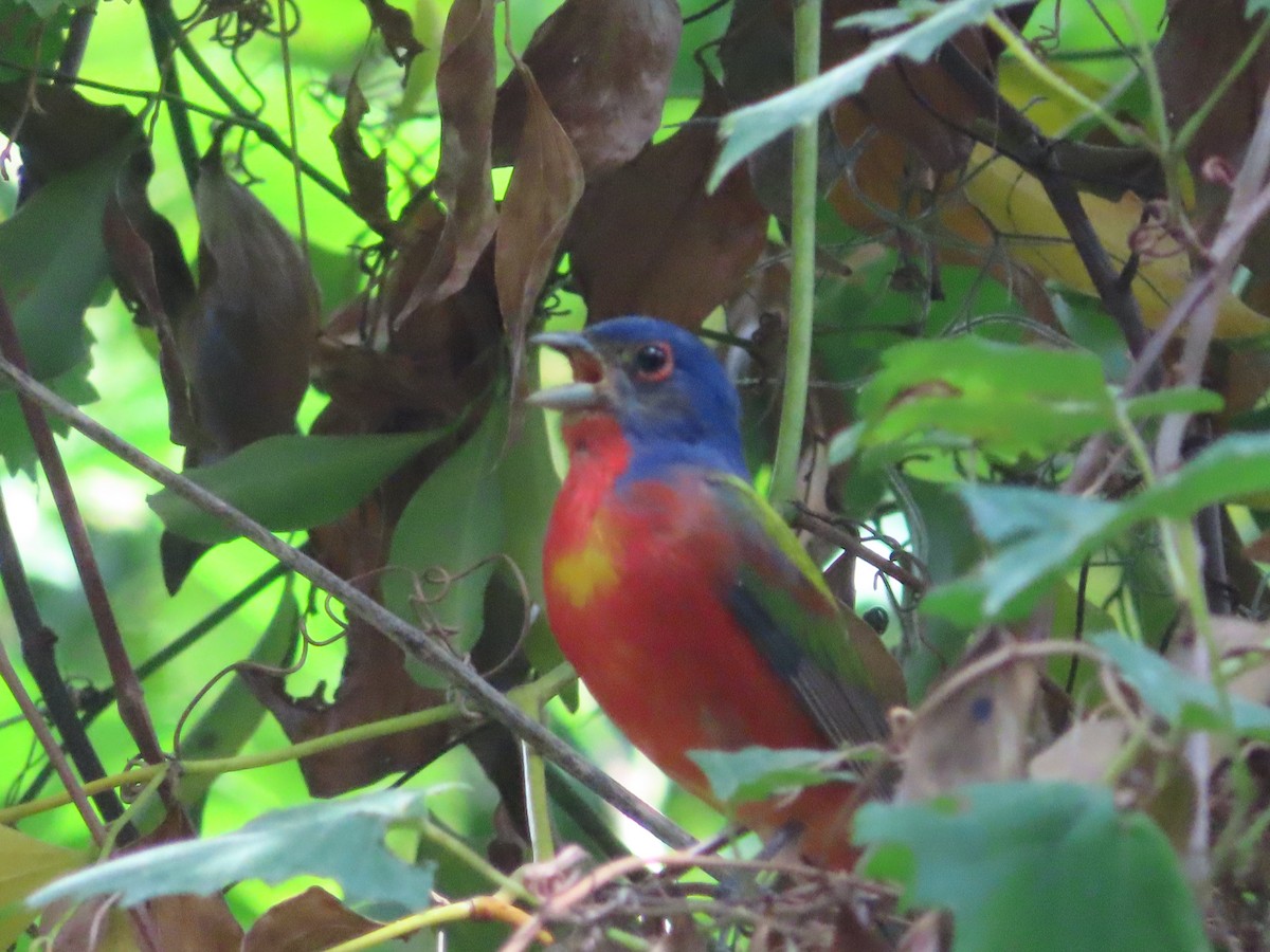 Painted Bunting - ML620673030