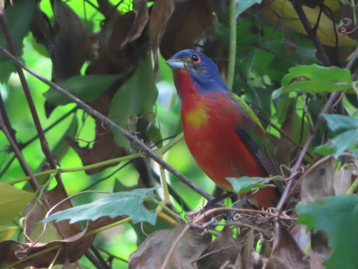 Painted Bunting - ML620673031