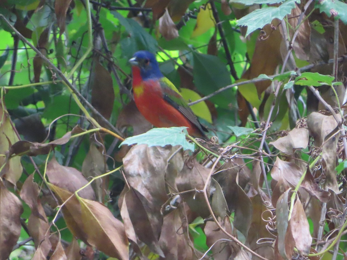 Painted Bunting - ML620673033