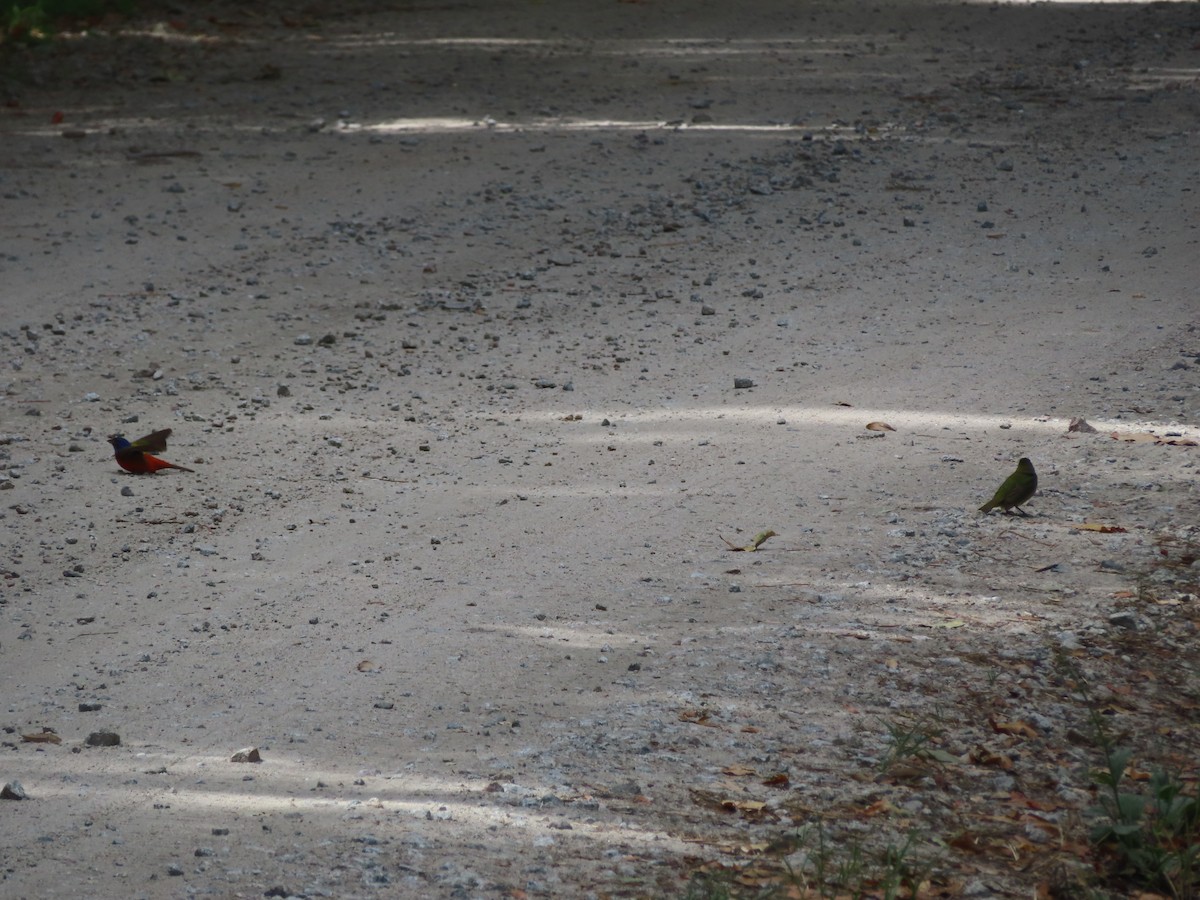 Painted Bunting - ML620673034