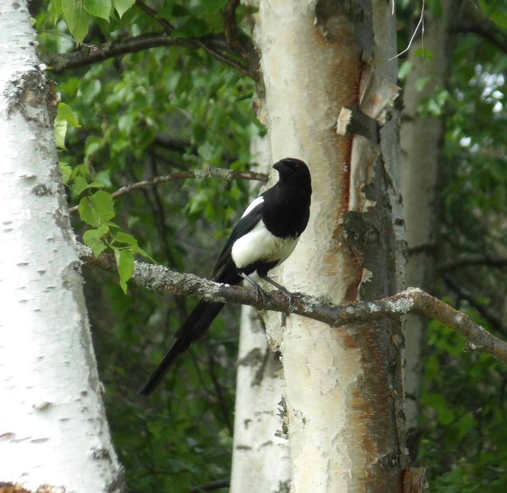 Black-billed Magpie - ML620673036