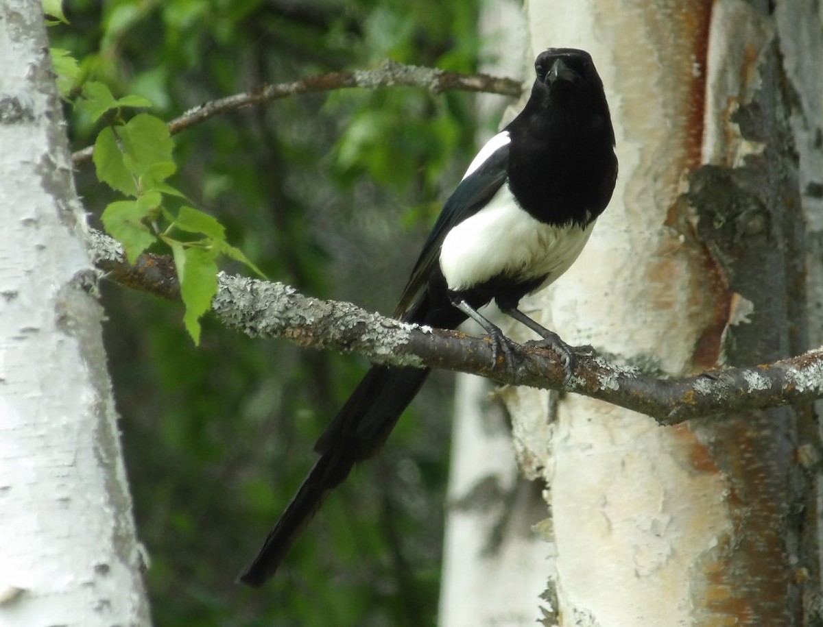 Black-billed Magpie - Martin Selzer