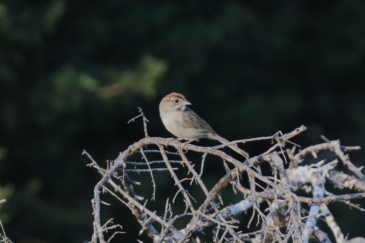 Rufous-crowned Sparrow - ML620673039