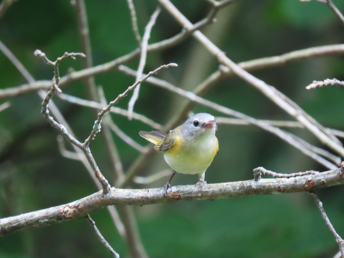 American Redstart - ML620673042