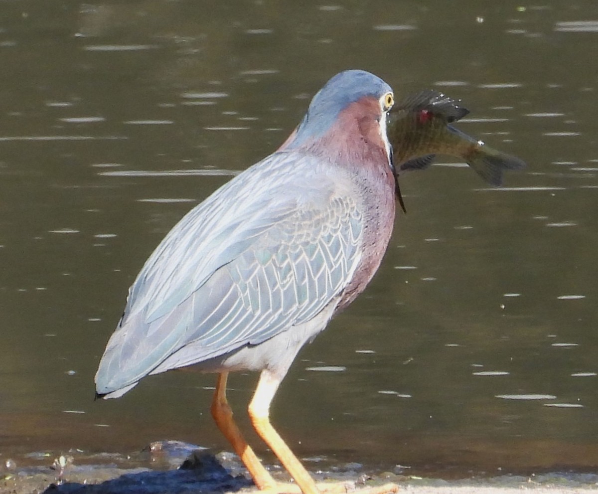 Green Heron - ML620673043