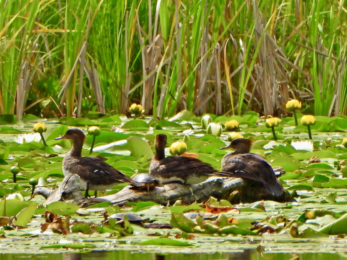 Hooded Merganser - ML620673044