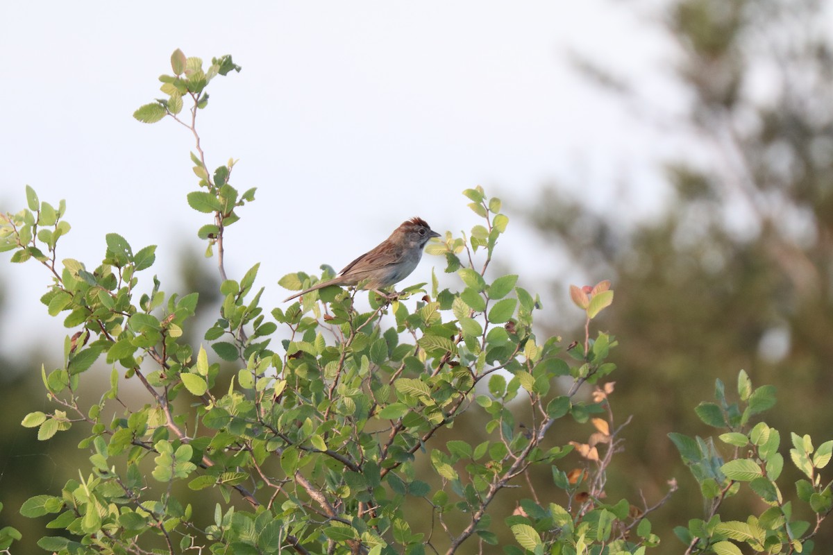 Rufous-crowned Sparrow - ML620673054