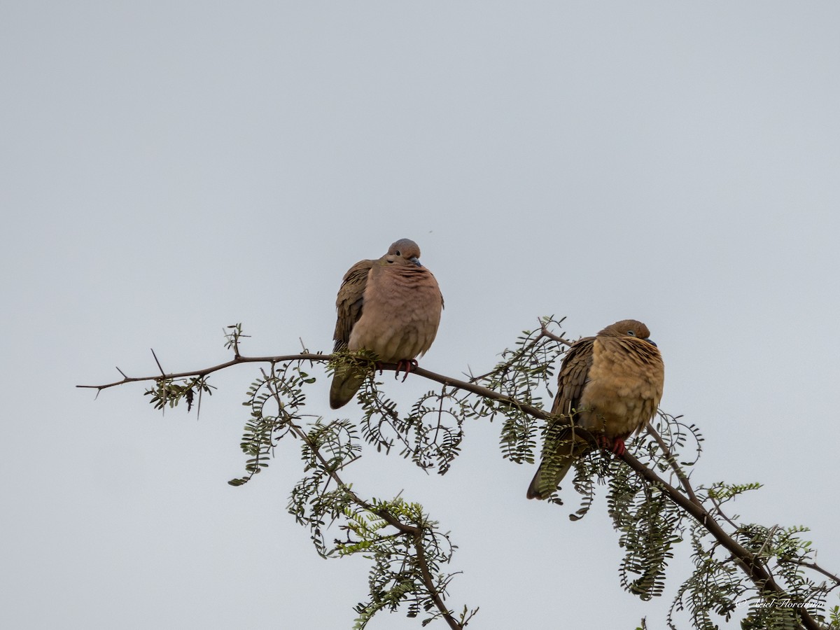 Eared Dove - ML620673060