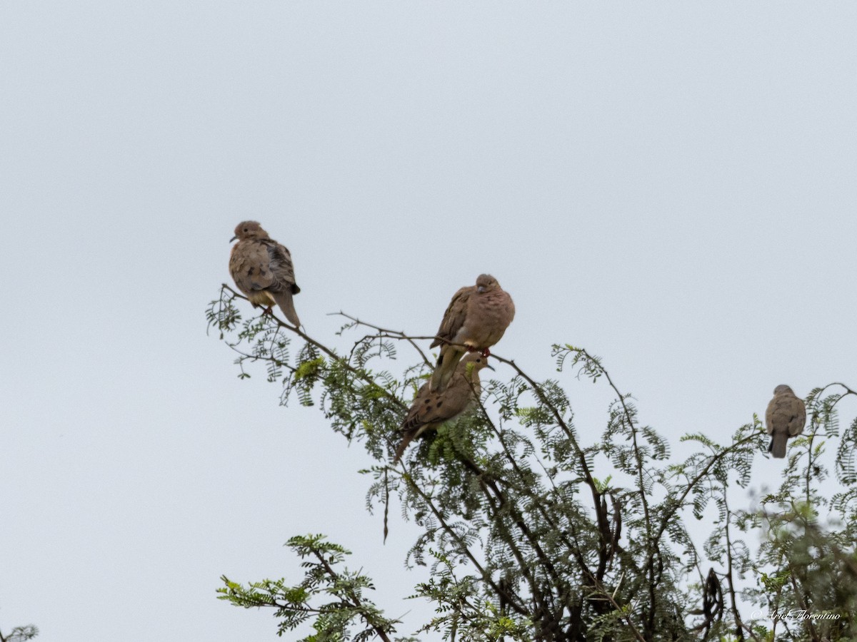 Eared Dove - ML620673061