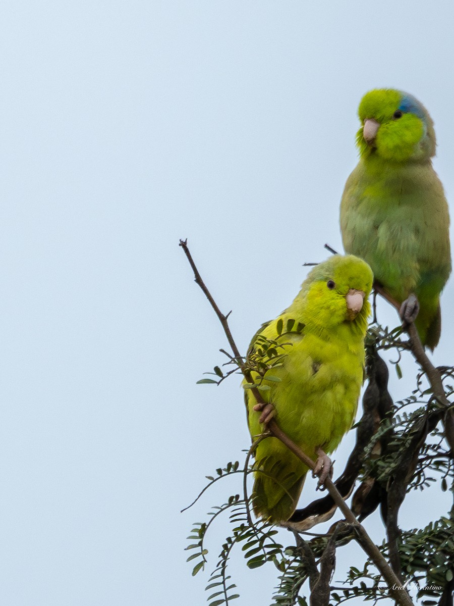 Pacific Parrotlet - ML620673062