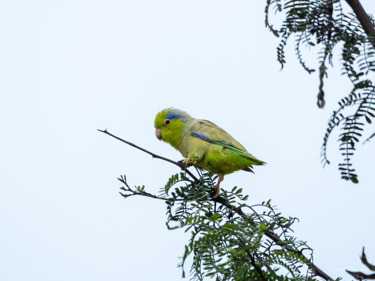 Pacific Parrotlet - ML620673063