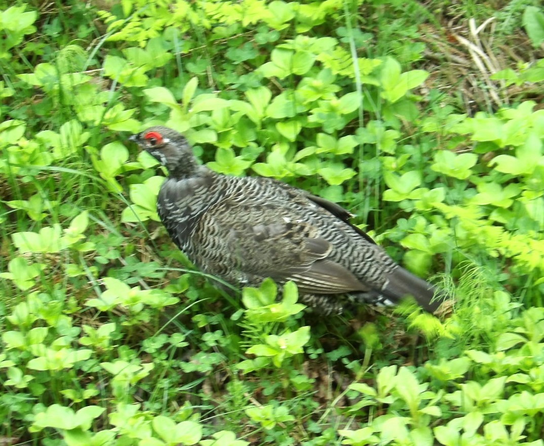 Gallo Canadiense (grupo canadensis) - ML620673068