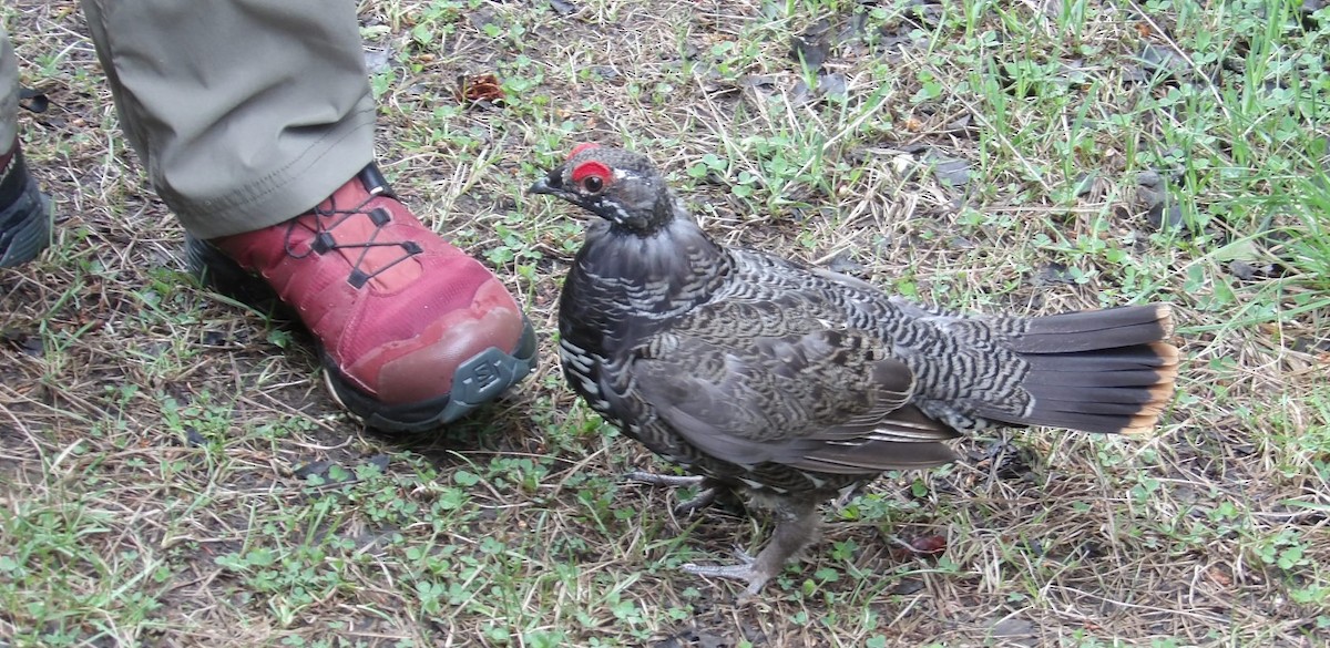 Gallo Canadiense (grupo canadensis) - ML620673069