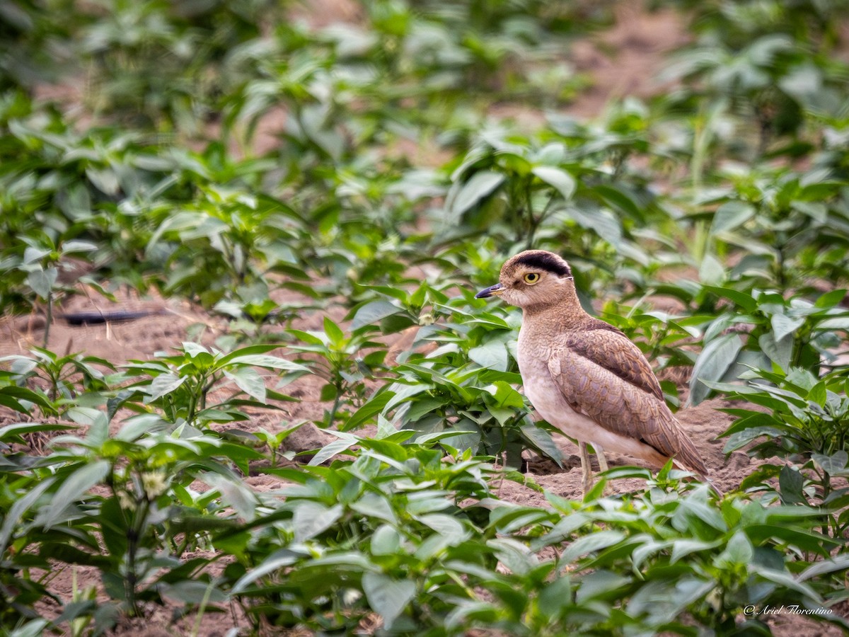 Peruvian Thick-knee - ML620673075