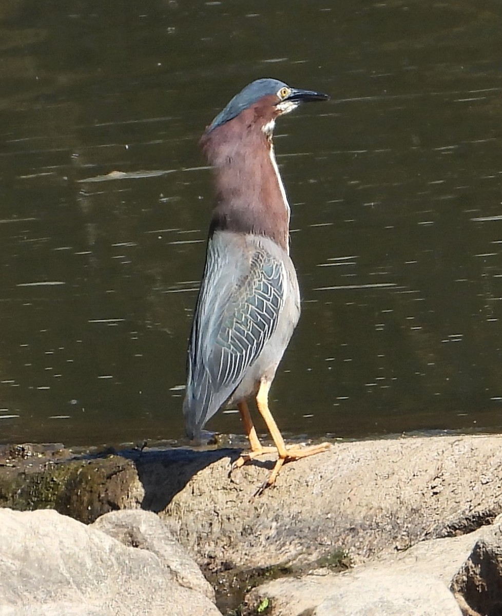 Green Heron - ML620673079