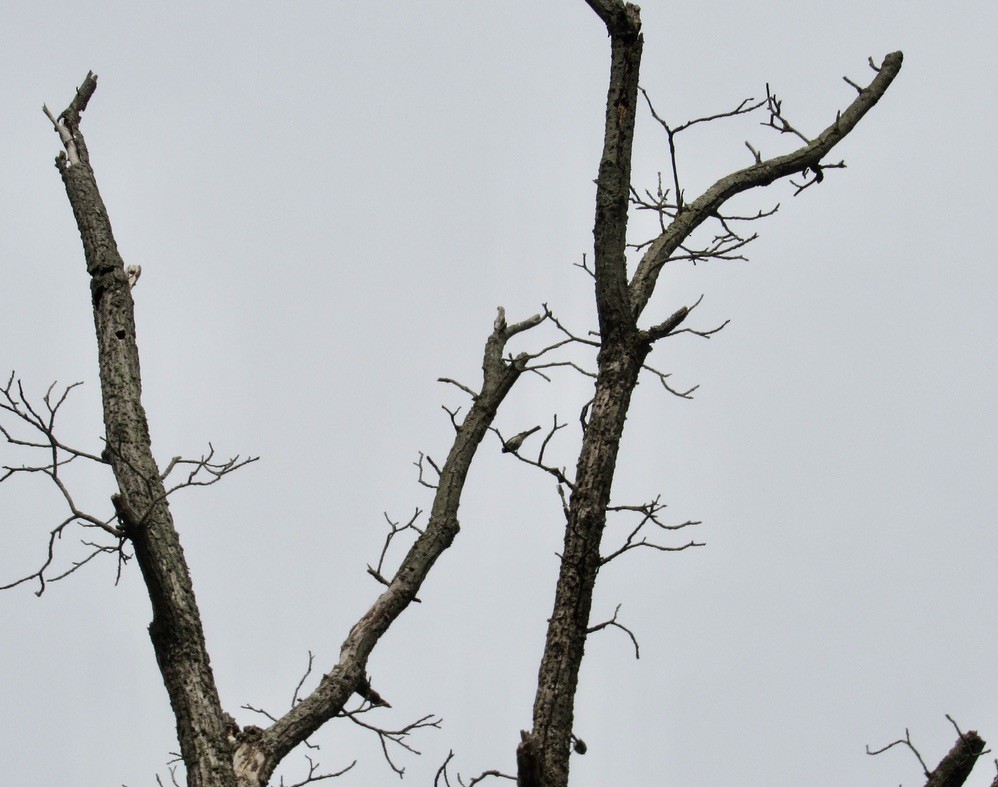 Black-capped Chickadee - ML620673080