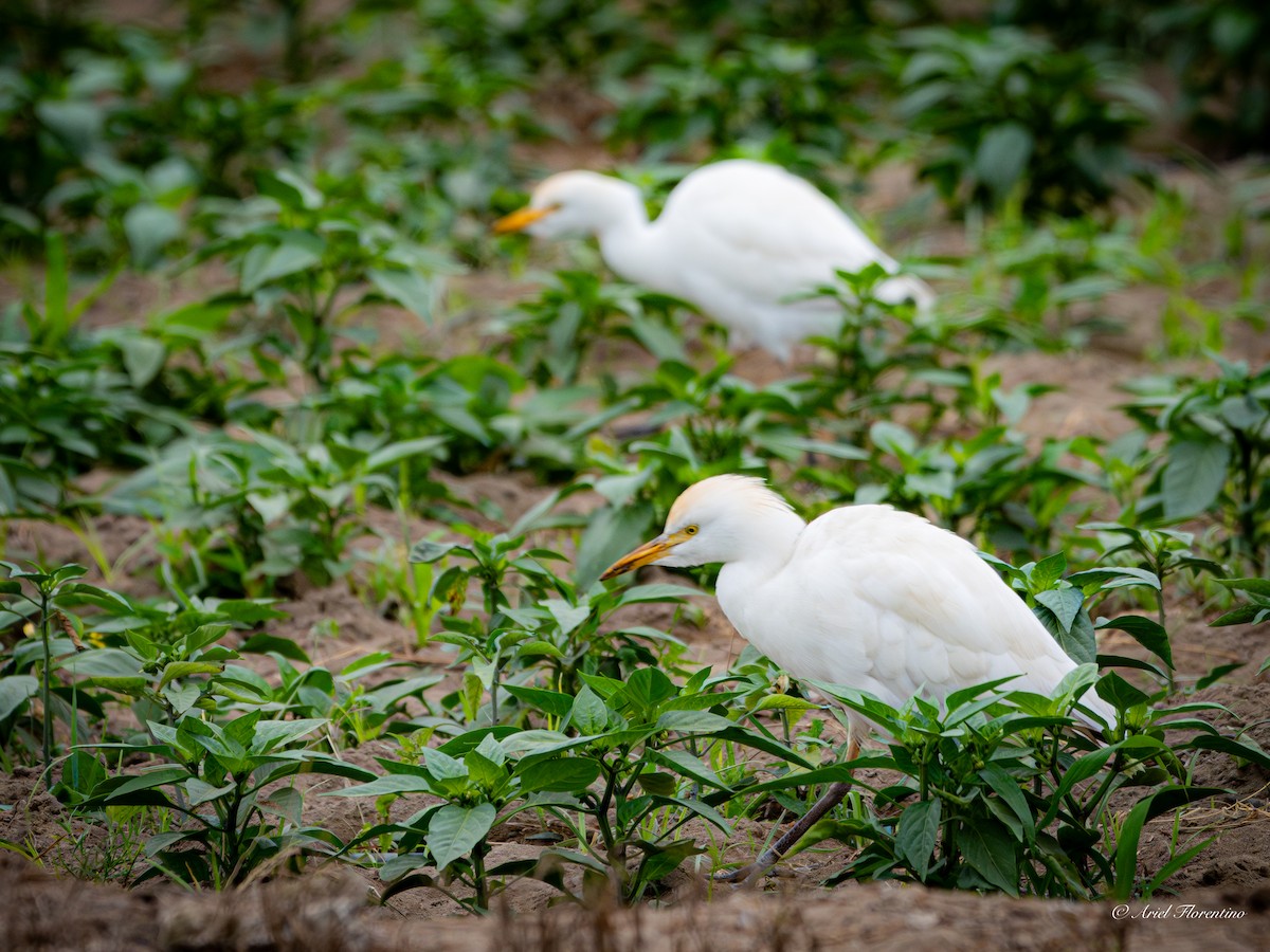 Western Cattle Egret - ML620673081