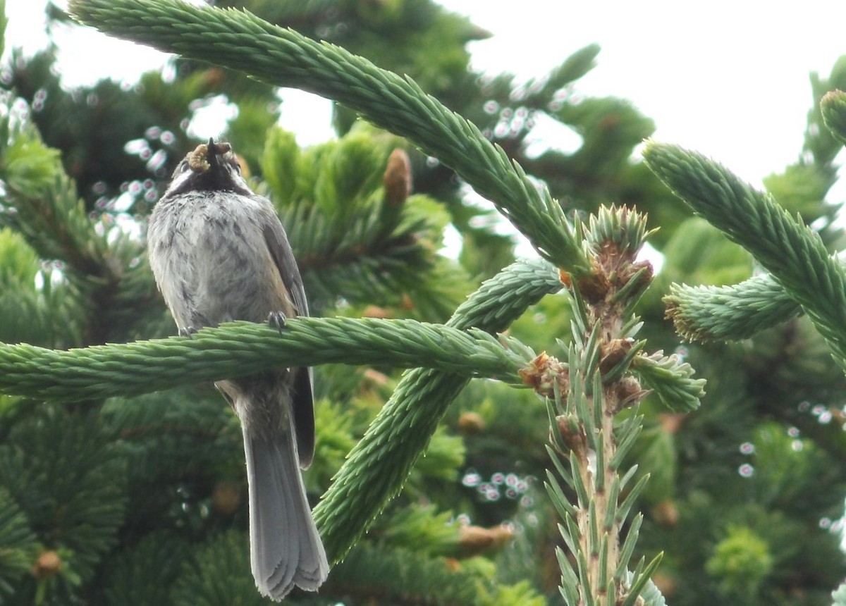 Mésange à tête brune - ML620673083