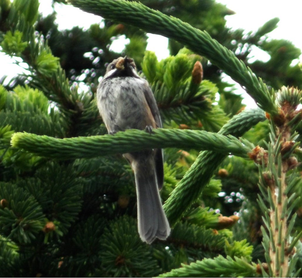 Mésange à tête brune - ML620673084