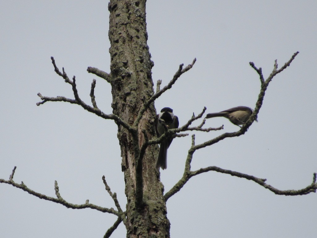 Black-capped Chickadee - ML620673085