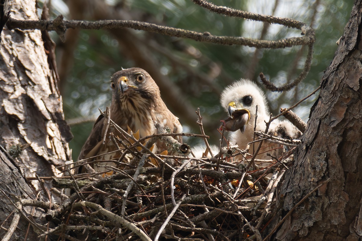 Broad-winged Hawk - ML620673086