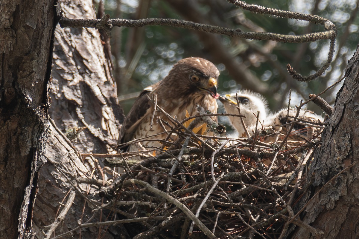 Broad-winged Hawk - ML620673087