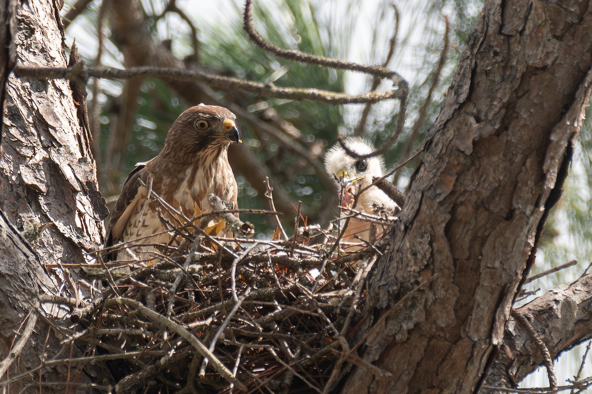 Broad-winged Hawk - Richard Rulander