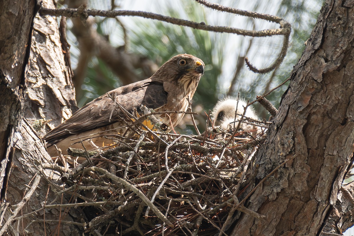 Broad-winged Hawk - ML620673089