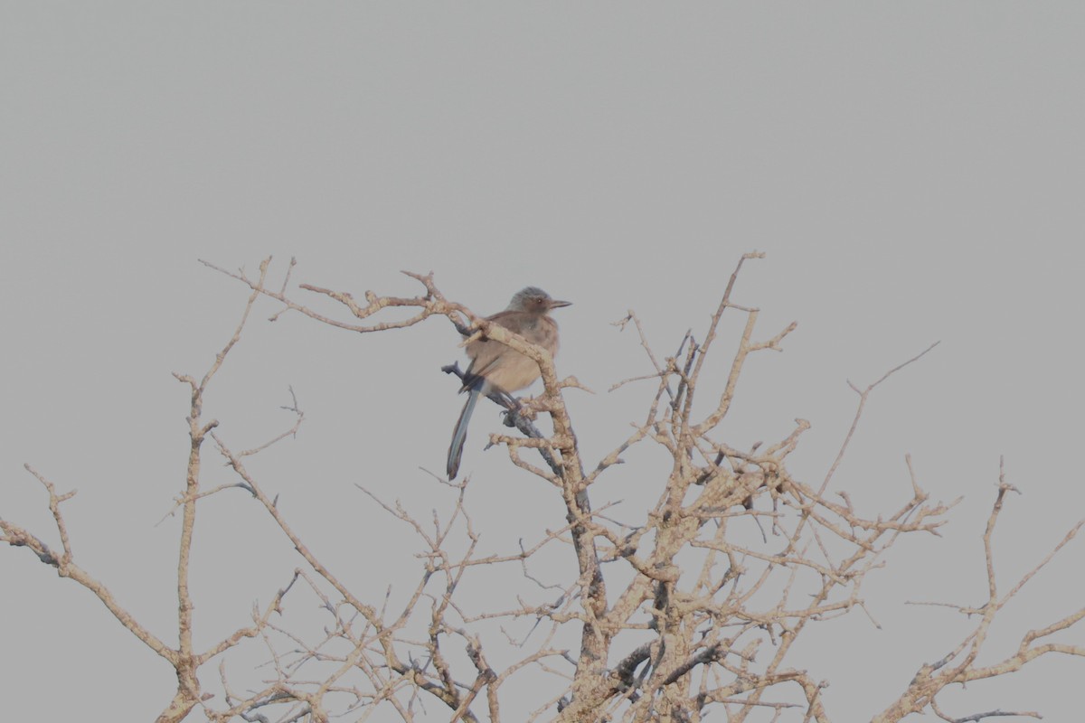 Woodhouse's Scrub-Jay - ML620673090