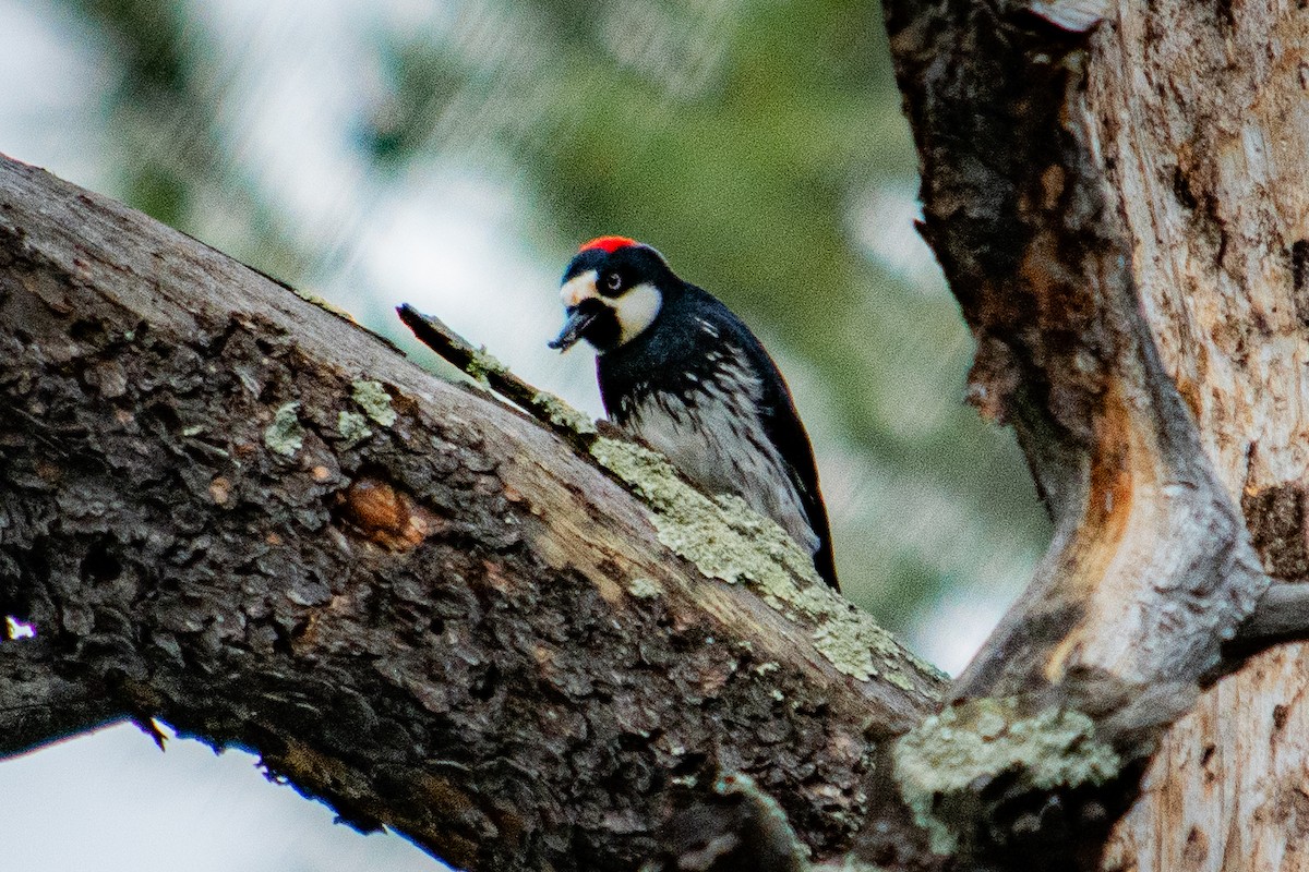 Acorn Woodpecker - ML620673095