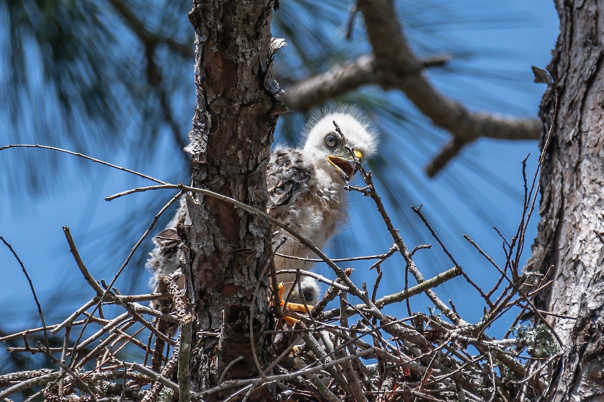 Broad-winged Hawk - ML620673100