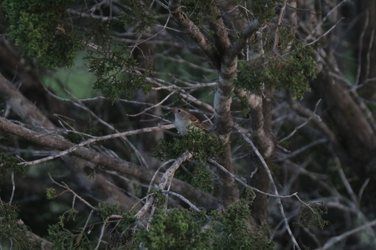 Field Sparrow - ML620673102