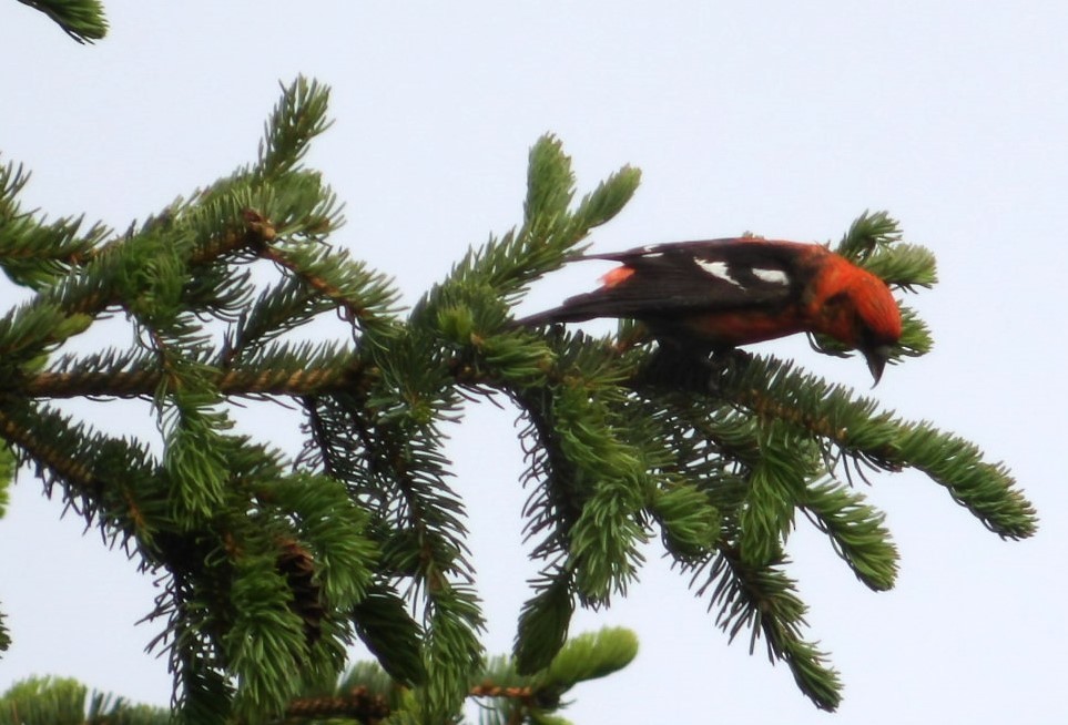 White-winged Crossbill (leucoptera) - ML620673103