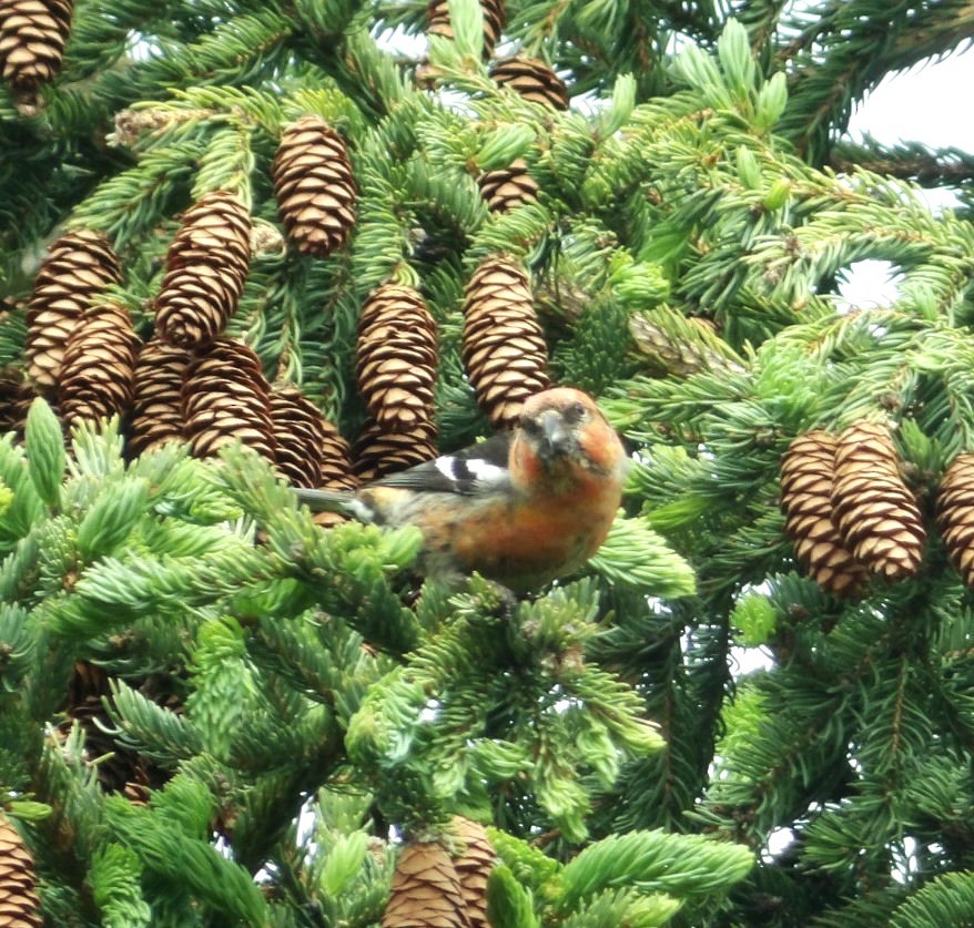 Ak Kanatlı Çaprazgaga (leucoptera) - ML620673104