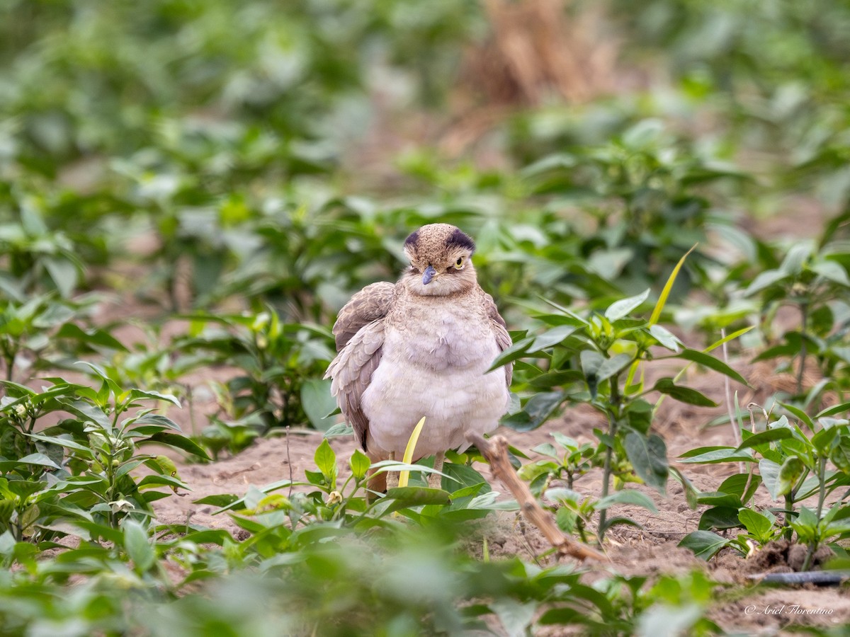 Peruvian Thick-knee - ML620673106