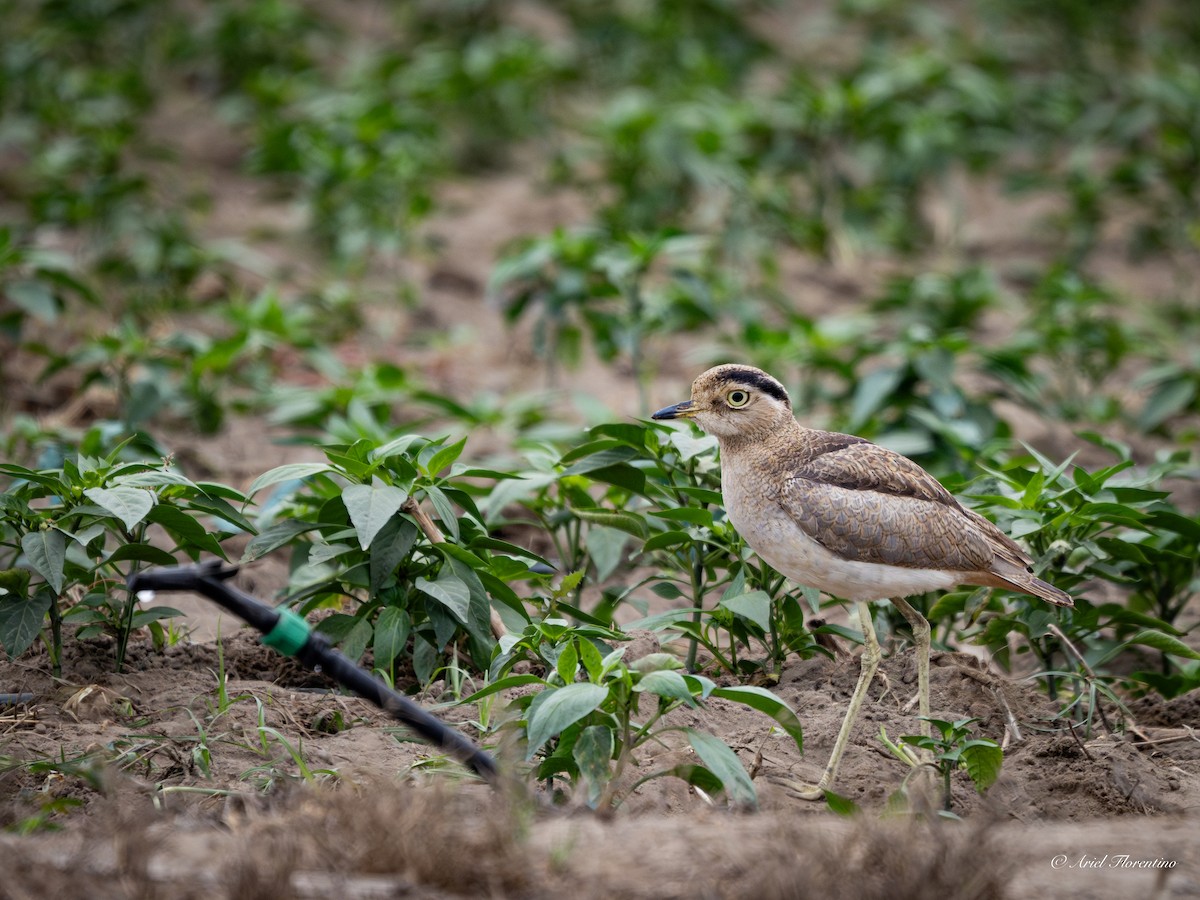 Peruvian Thick-knee - ML620673113