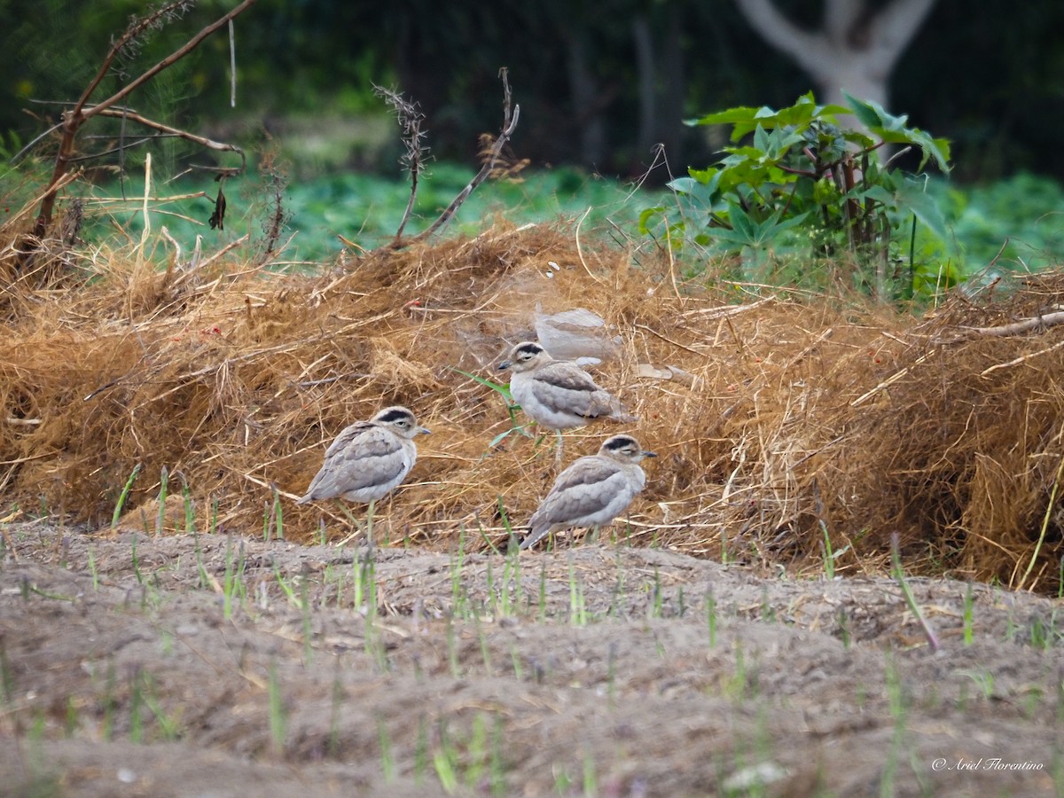 Peruvian Thick-knee - ML620673114