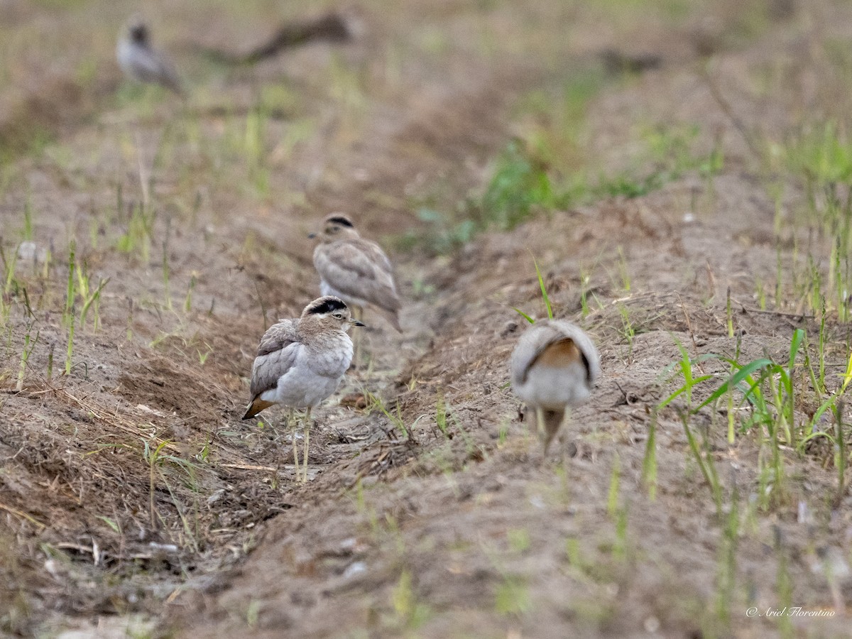 Peruvian Thick-knee - ML620673117