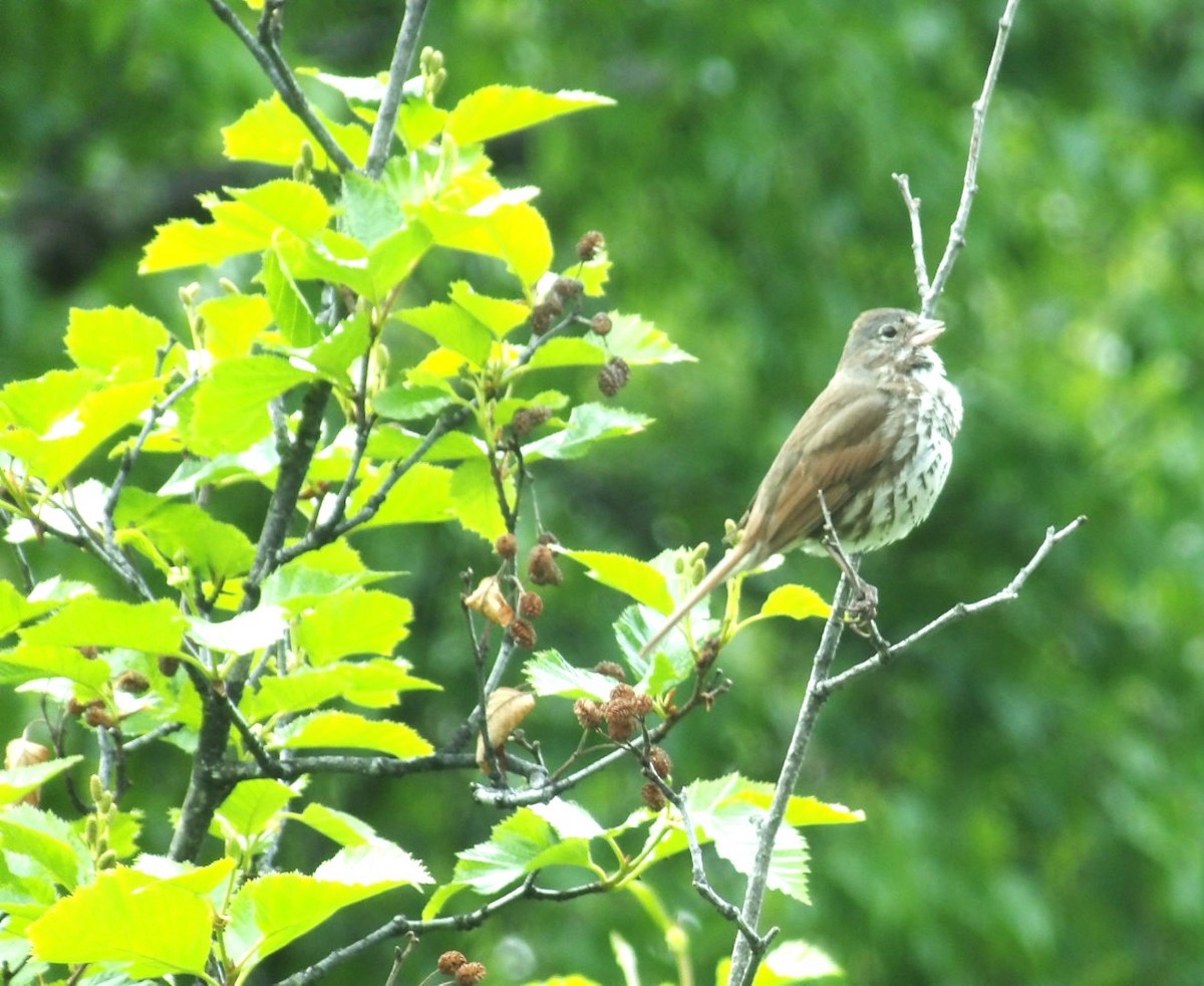 Fox Sparrow (Sooty) - ML620673141