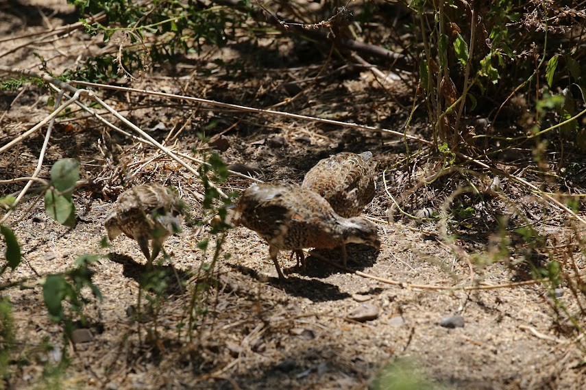 Northern Bobwhite - ML620673145